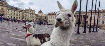 Animales en espacio público - Acuerdo 008 de 2024 Bucaramanga